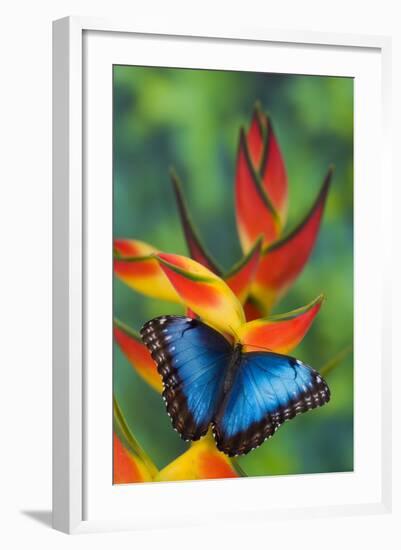 Blue Morpho on a Heliconia Flower-Darrell Gulin-Framed Photographic Print