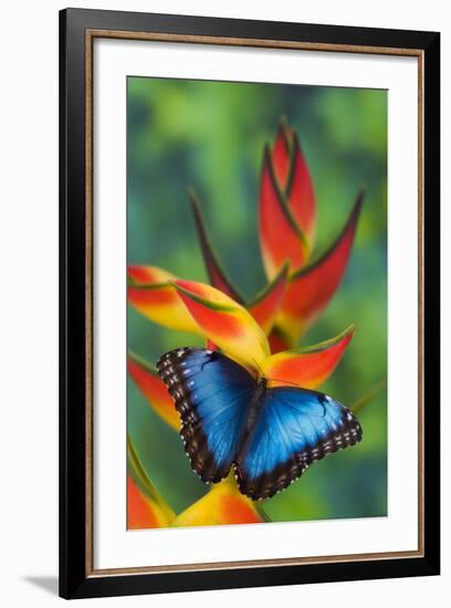 Blue Morpho on a Heliconia Flower-Darrell Gulin-Framed Photographic Print