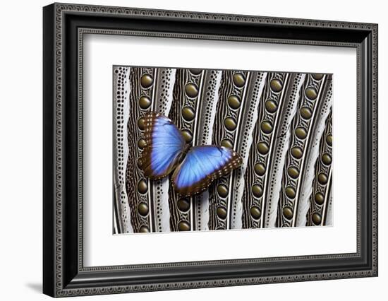 Blue Morpho on Wing Feathers of Argus Pheasant-Darrell Gulin-Framed Photographic Print