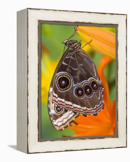 Blue Morpho Resting on an Orange Asiatic Lily-Darrell Gulin-Framed Premier Image Canvas