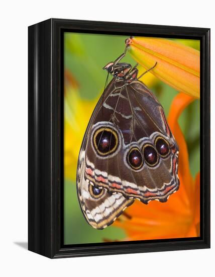 Blue Morpho Resting on an Orange Asiatic Lily-Darrell Gulin-Framed Premier Image Canvas