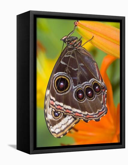 Blue Morpho Resting on an Orange Asiatic Lily-Darrell Gulin-Framed Premier Image Canvas