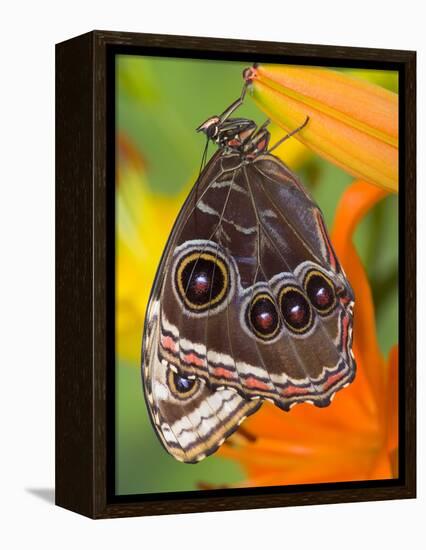 Blue Morpho Resting on an Orange Asiatic Lily-Darrell Gulin-Framed Premier Image Canvas