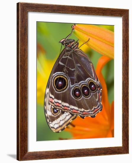 Blue Morpho Resting on an Orange Asiatic Lily-Darrell Gulin-Framed Photographic Print