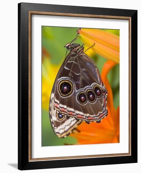 Blue Morpho Resting on an Orange Asiatic Lily-Darrell Gulin-Framed Photographic Print