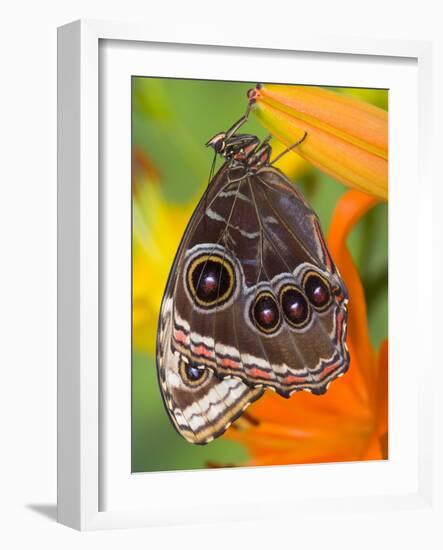 Blue Morpho Resting on an Orange Asiatic Lily-Darrell Gulin-Framed Photographic Print