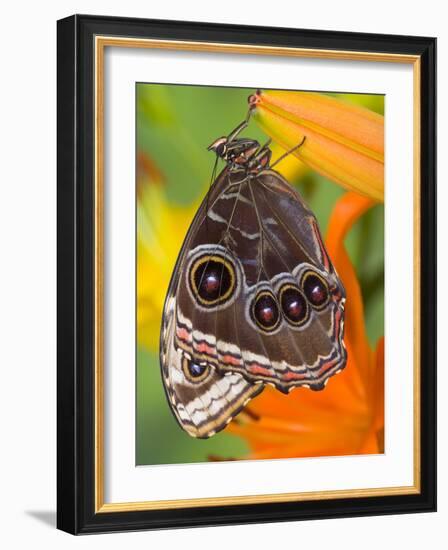 Blue Morpho Resting on an Orange Asiatic Lily-Darrell Gulin-Framed Photographic Print