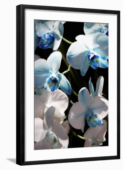 Blue Moth Orchids I-Alan Hausenflock-Framed Photographic Print