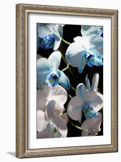Blue Moth Orchids I-Alan Hausenflock-Framed Photographic Print