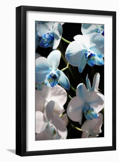 Blue Moth Orchids I-Alan Hausenflock-Framed Photographic Print