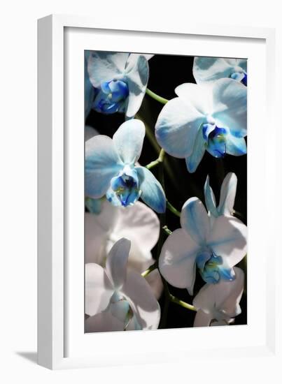 Blue Moth Orchids I-Alan Hausenflock-Framed Photographic Print