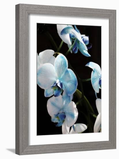 Blue Moth Orchids II-Alan Hausenflock-Framed Photographic Print