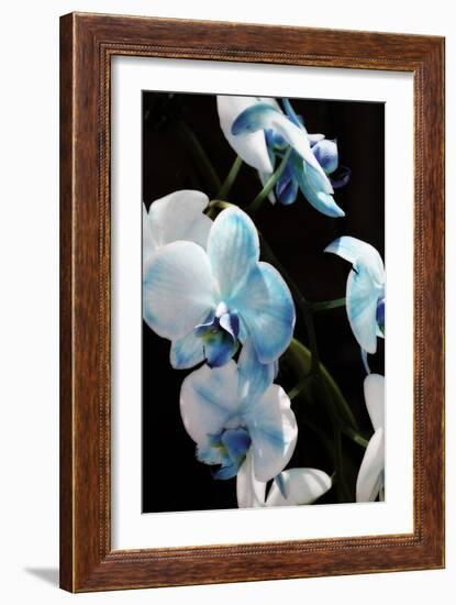 Blue Moth Orchids II-Alan Hausenflock-Framed Photographic Print