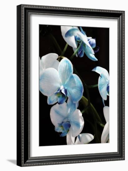 Blue Moth Orchids II-Alan Hausenflock-Framed Photographic Print