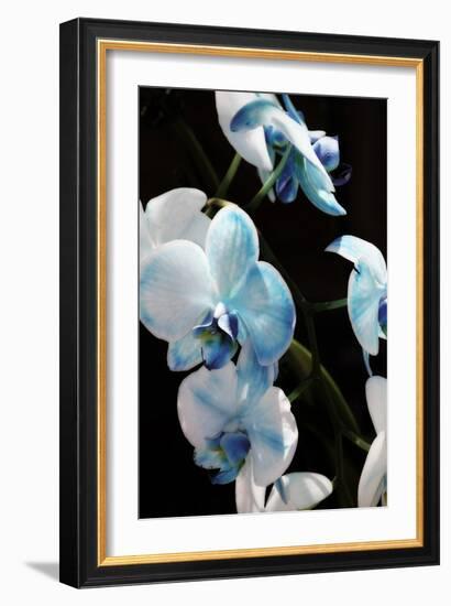 Blue Moth Orchids II-Alan Hausenflock-Framed Photographic Print