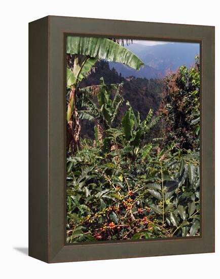 Blue Mountain Coffee Beans, Lime Tree Coffee Plantation, Blue Mountains, Jamaica, West Indies-Ethel Davies-Framed Premier Image Canvas