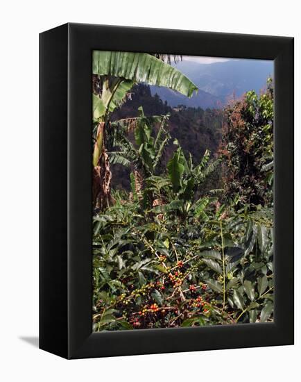 Blue Mountain Coffee Beans, Lime Tree Coffee Plantation, Blue Mountains, Jamaica, West Indies-Ethel Davies-Framed Premier Image Canvas