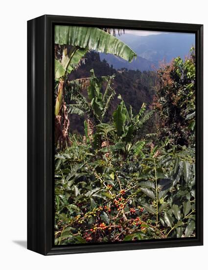 Blue Mountain Coffee Beans, Lime Tree Coffee Plantation, Blue Mountains, Jamaica, West Indies-Ethel Davies-Framed Premier Image Canvas