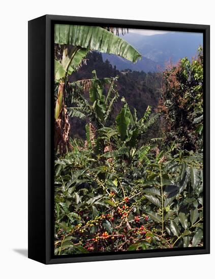 Blue Mountain Coffee Beans, Lime Tree Coffee Plantation, Blue Mountains, Jamaica, West Indies-Ethel Davies-Framed Premier Image Canvas