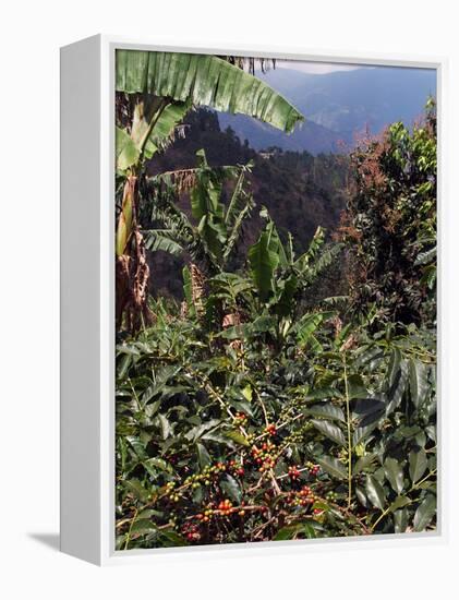 Blue Mountain Coffee Beans, Lime Tree Coffee Plantation, Blue Mountains, Jamaica, West Indies-Ethel Davies-Framed Premier Image Canvas