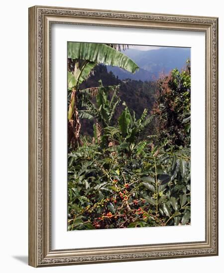 Blue Mountain Coffee Beans, Lime Tree Coffee Plantation, Blue Mountains, Jamaica, West Indies-Ethel Davies-Framed Photographic Print