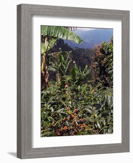 Blue Mountain Coffee Beans, Lime Tree Coffee Plantation, Blue Mountains, Jamaica, West Indies-Ethel Davies-Framed Photographic Print