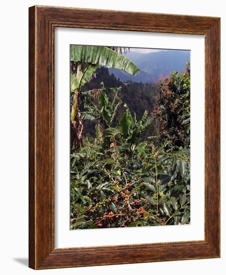 Blue Mountain Coffee Beans, Lime Tree Coffee Plantation, Blue Mountains, Jamaica, West Indies-Ethel Davies-Framed Photographic Print