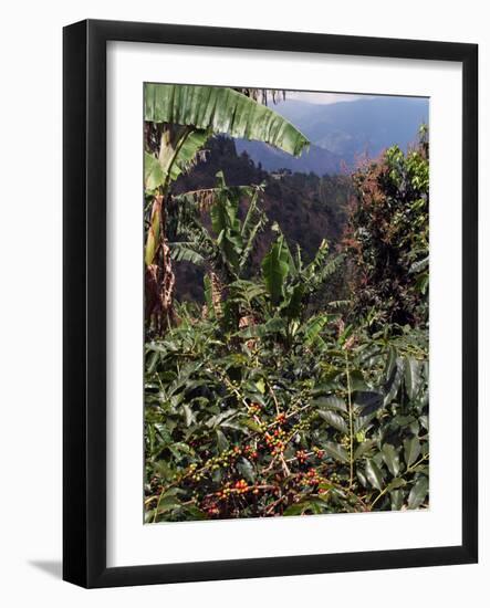 Blue Mountain Coffee Beans, Lime Tree Coffee Plantation, Blue Mountains, Jamaica, West Indies-Ethel Davies-Framed Photographic Print