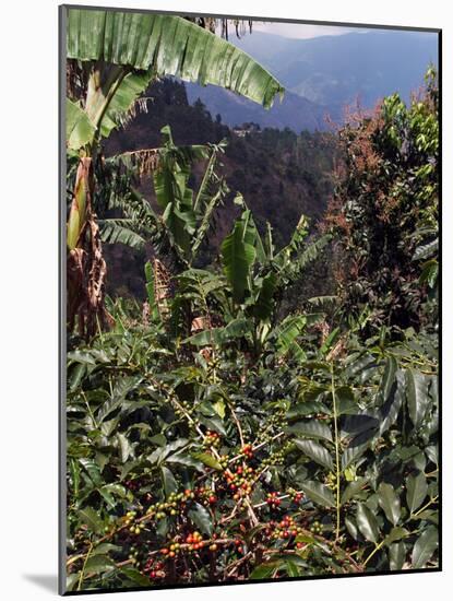 Blue Mountain Coffee Beans, Lime Tree Coffee Plantation, Blue Mountains, Jamaica, West Indies-Ethel Davies-Mounted Photographic Print