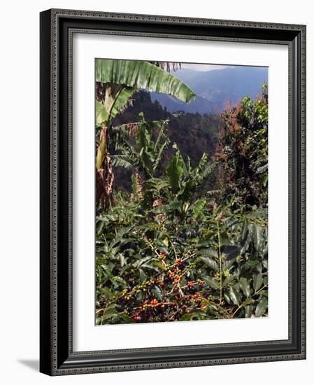 Blue Mountain Coffee Beans, Lime Tree Coffee Plantation, Blue Mountains, Jamaica, West Indies-Ethel Davies-Framed Photographic Print