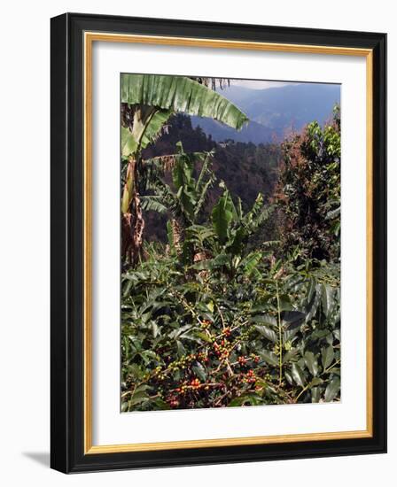 Blue Mountain Coffee Beans, Lime Tree Coffee Plantation, Blue Mountains, Jamaica, West Indies-Ethel Davies-Framed Photographic Print