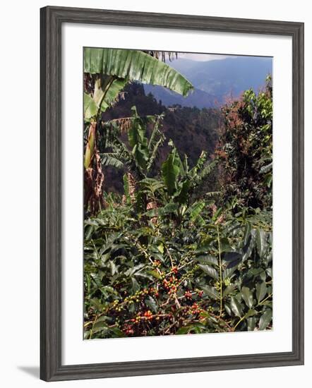 Blue Mountain Coffee Beans, Lime Tree Coffee Plantation, Blue Mountains, Jamaica, West Indies-Ethel Davies-Framed Photographic Print