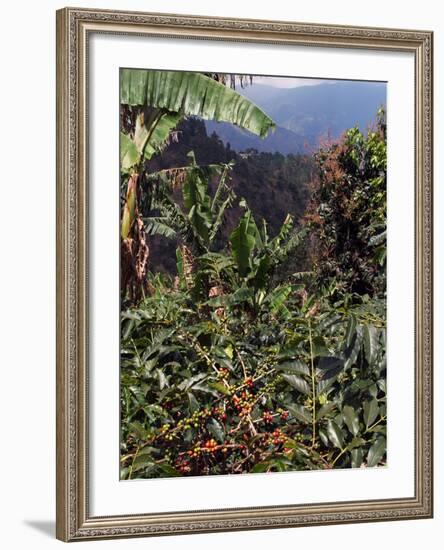 Blue Mountain Coffee Beans, Lime Tree Coffee Plantation, Blue Mountains, Jamaica, West Indies-Ethel Davies-Framed Photographic Print