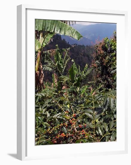 Blue Mountain Coffee Beans, Lime Tree Coffee Plantation, Blue Mountains, Jamaica, West Indies-Ethel Davies-Framed Photographic Print