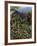 Blue Mountain Coffee Beans, Lime Tree Coffee Plantation, Blue Mountains, Jamaica, West Indies-Ethel Davies-Framed Photographic Print