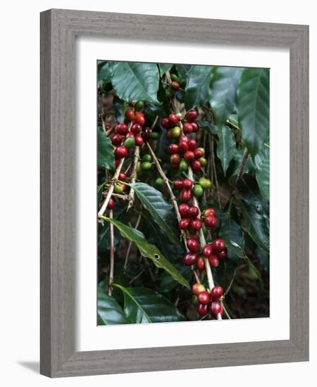 Blue Mountain Coffee Beans, Lime Tree Coffee Plantation, Blue Mountains, Jamaica, West Indies-Ethel Davies-Framed Photographic Print