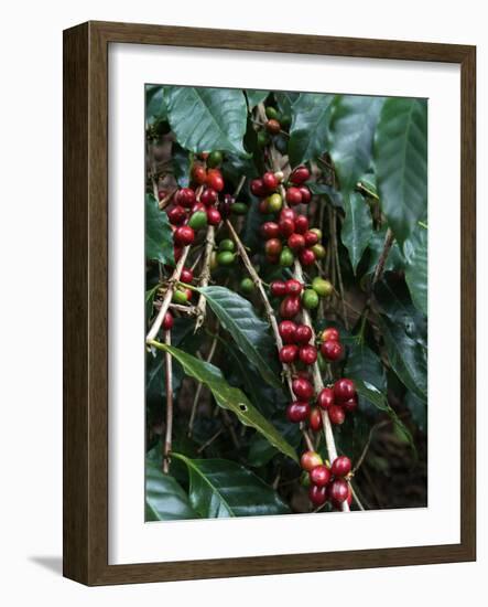 Blue Mountain Coffee Beans, Lime Tree Coffee Plantation, Blue Mountains, Jamaica, West Indies-Ethel Davies-Framed Photographic Print