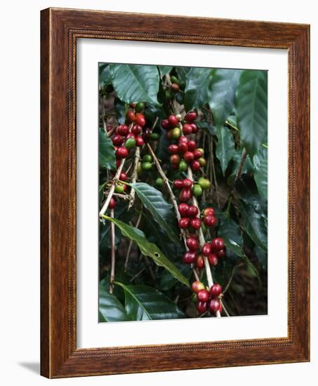 Blue Mountain Coffee Beans, Lime Tree Coffee Plantation, Blue Mountains, Jamaica, West Indies-Ethel Davies-Framed Photographic Print