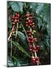 Blue Mountain Coffee Beans, Lime Tree Coffee Plantation, Blue Mountains, Jamaica, West Indies-Ethel Davies-Mounted Photographic Print