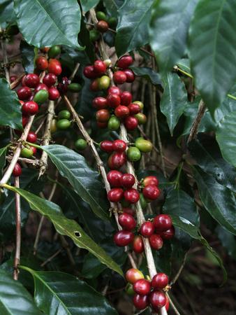 Blue Mountain Coffee Beans Lime Tree Coffee Plantation Blue Mountains Jamaica West Indies Photographic Print Ethel Davies Art Com