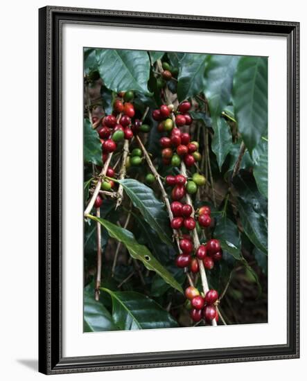 Blue Mountain Coffee Beans, Lime Tree Coffee Plantation, Blue Mountains, Jamaica, West Indies-Ethel Davies-Framed Photographic Print