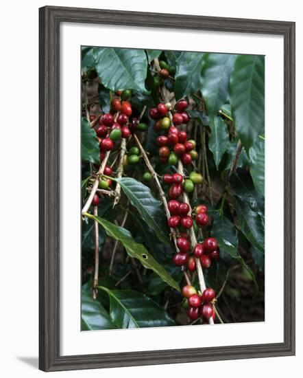 Blue Mountain Coffee Beans, Lime Tree Coffee Plantation, Blue Mountains, Jamaica, West Indies-Ethel Davies-Framed Photographic Print