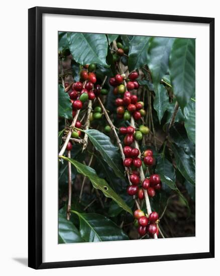 Blue Mountain Coffee Beans, Lime Tree Coffee Plantation, Blue Mountains, Jamaica, West Indies-Ethel Davies-Framed Photographic Print