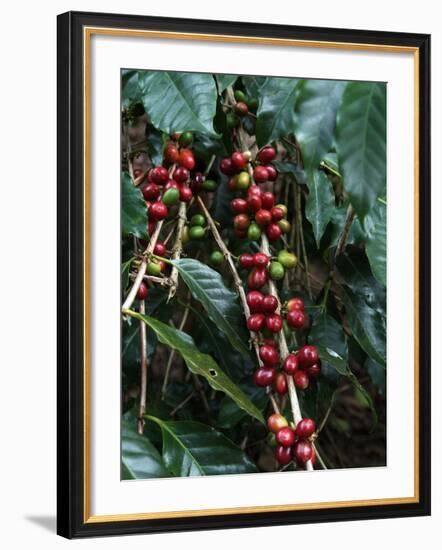 Blue Mountain Coffee Beans, Lime Tree Coffee Plantation, Blue Mountains, Jamaica, West Indies-Ethel Davies-Framed Photographic Print