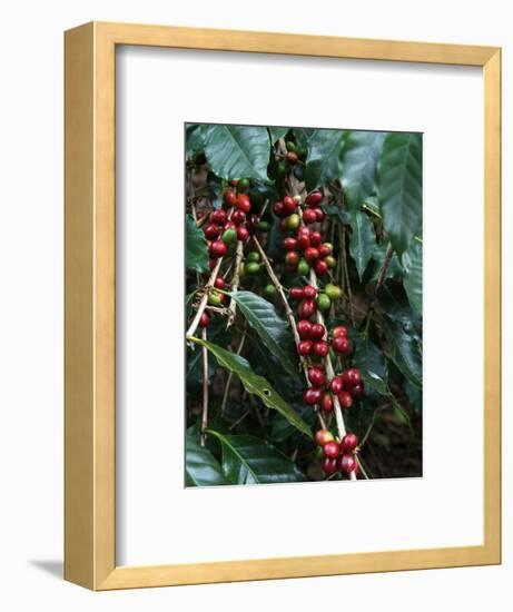 Blue Mountain Coffee Beans, Lime Tree Coffee Plantation, Blue Mountains, Jamaica, West Indies-Ethel Davies-Framed Photographic Print