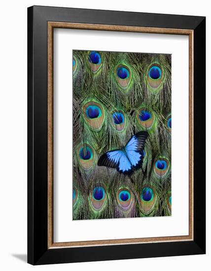 Blue Mountain Swallowtail Butterfly on Peacock Tail Feather Design-Darrell Gulin-Framed Photographic Print