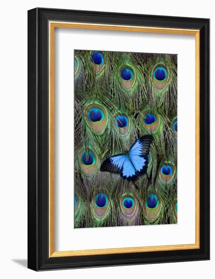 Blue Mountain Swallowtail Butterfly on Peacock Tail Feather Design-Darrell Gulin-Framed Photographic Print