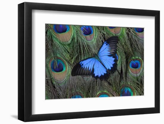 Blue Mountain Swallowtail Butterfly on Peacock Tail Feather Design-Darrell Gulin-Framed Photographic Print