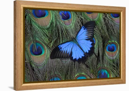 Blue Mountain Swallowtail Butterfly on Peacock Tail Feather Design-Darrell Gulin-Framed Premier Image Canvas