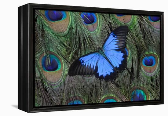 Blue Mountain Swallowtail Butterfly on Peacock Tail Feather Design-Darrell Gulin-Framed Premier Image Canvas